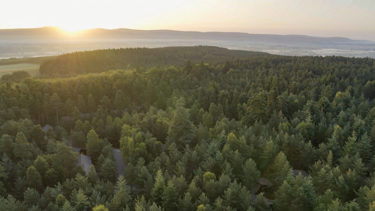 A drone shot of lush forest greenery.