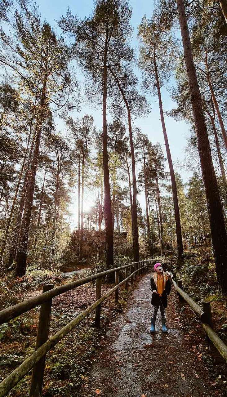 Child looks up and walks along a muddy path, wearing a pink hat and blue boots, between wooden railings, as sunlight filters through tall pine trees in a dense forest.