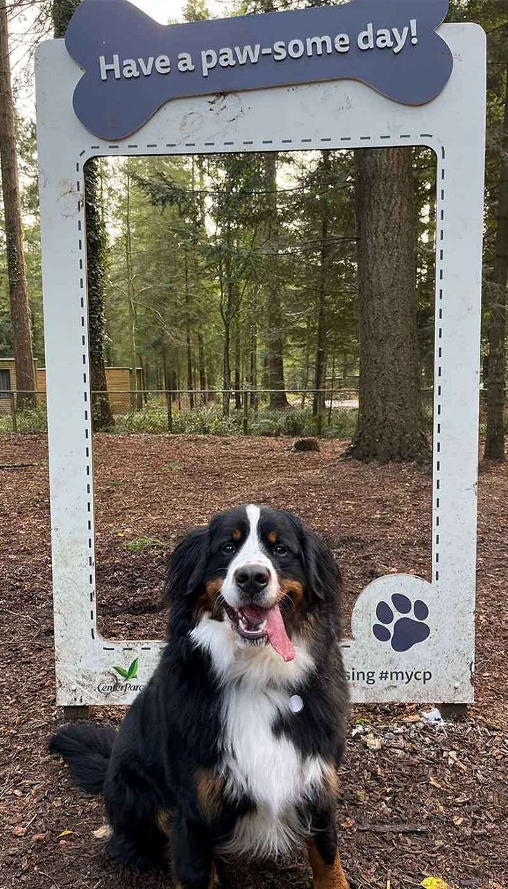 Dog sits panting, framed by a large photo cutout, in a wooded park. Text: “Have a paw-some day!” “Center Parcs” “using #mycp”.