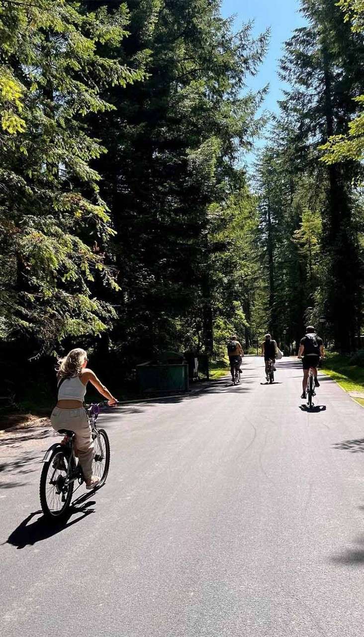 Cyclists pedal along a sunlit paved path, casting shadows. Tall evergreen trees surround the road, creating a shaded forest corridor as several riders head away while one follows nearby.