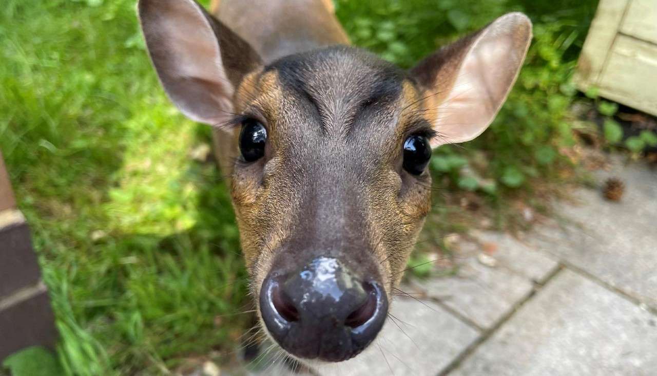 Deer fawn sniffs the camera, its wet nose and large ears filling the frame, against a garden backdrop of grass, paving stones, and scattered leaves near a building edge.