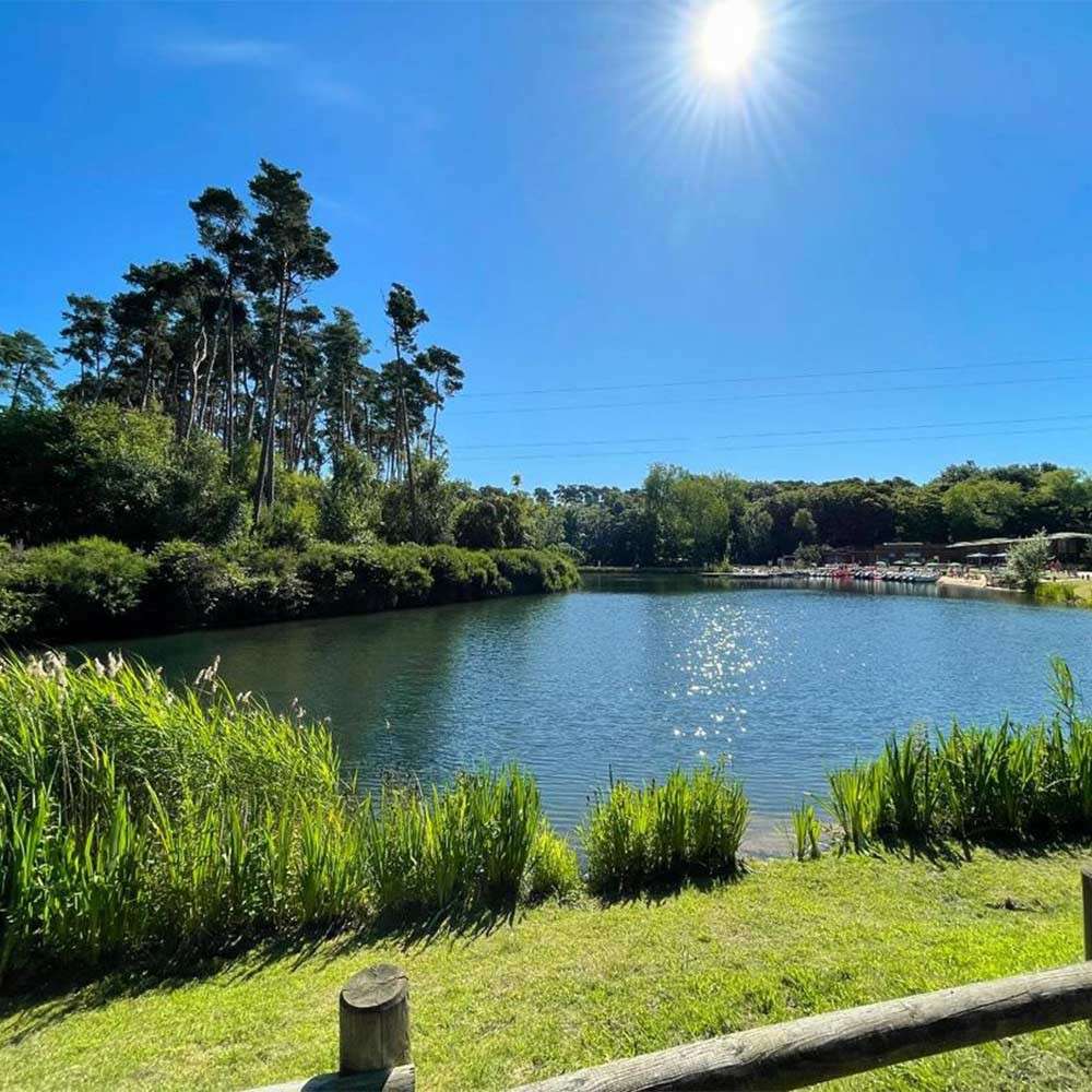 Lake reflects bright sun, sending sparkles across calm water, while tall grasses fringe the shore. Context: pine trees and shrubs ring the banks; dock and boats under clear blue sky.