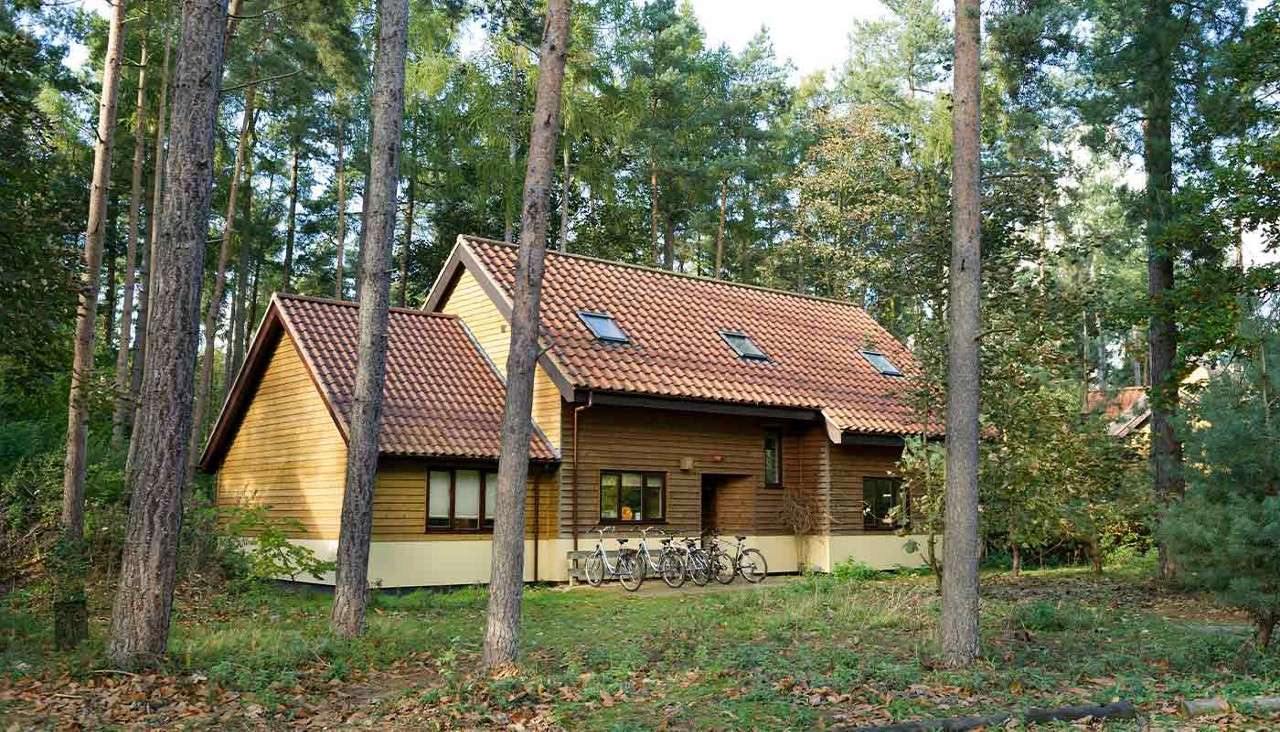 Wooden cabin stands quietly, red-tiled roof and skylights, with several bicycles parked by the entrance, surrounded by tall pine trees and undergrowth in a forest clearing.