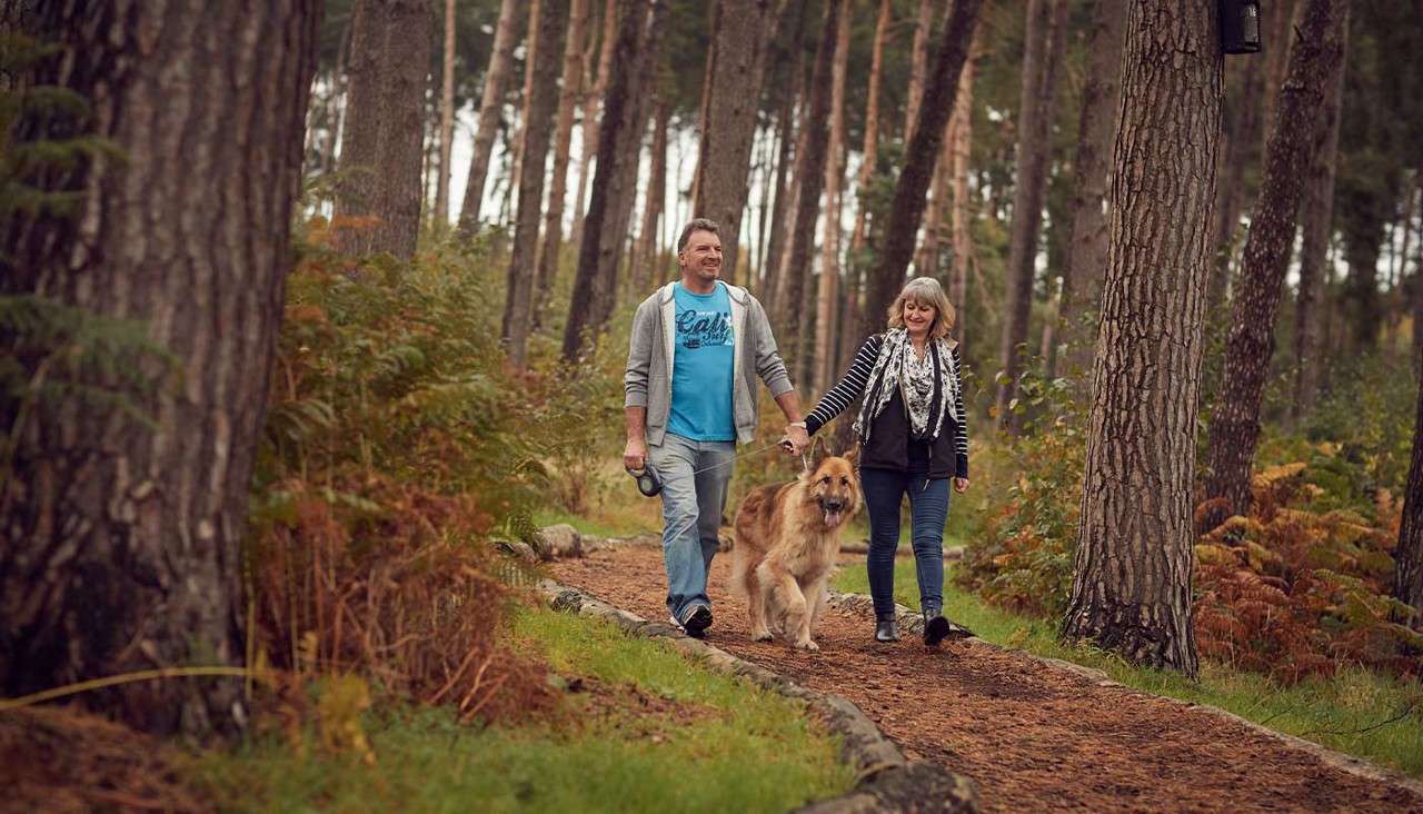 Couple walks hand-in-hand while their large dog trots between them on a leash along a pine-needle path. Tall straight trees and ferns surround them, creating a calm forest setting.