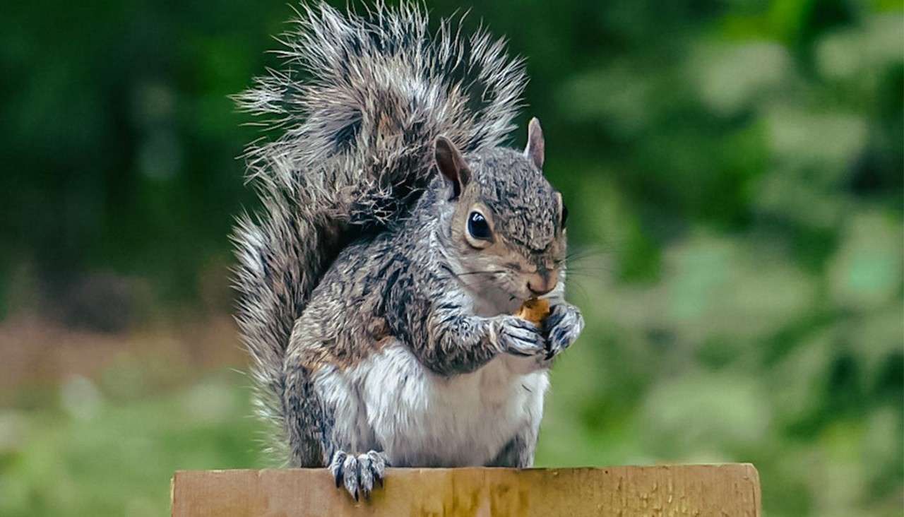 Squirrel nibbles a nut, gripping it with front paws; perched on a wooden fence rail, tail arched high, against a blurred green, leafy background.