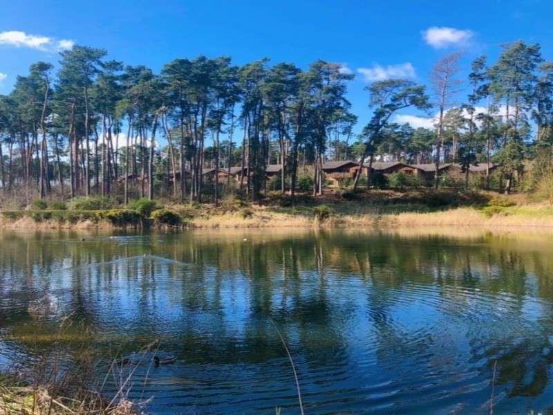 Lake reflects tall pine trees; gentle ripples spread across water; ducks swim. In the background, wooden cabins sit among forested shoreline under a bright blue sky with scattered clouds.