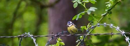 Small yellow-blue songbird perches on barbed wire, facing camera. Green leaves and vines surround it, with a blurred tree trunk and forest backdrop.