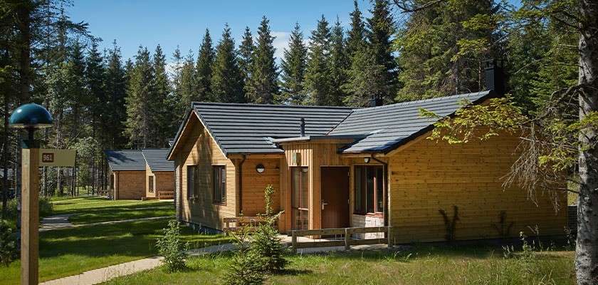 Wooden cabins stand quietly amid tall pine trees, doors and windows closed. Sunlight illuminates grassy lawns and a winding path with a lamp post and a sign reading “561” nearby.
