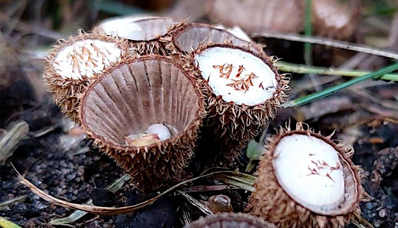 Cup-shaped, hairy-edged fungi sit open on damp soil, exposing ribbed interiors and white, disk-like surfaces with star-shaped fragments, among scattered grass blades and leaf litter.