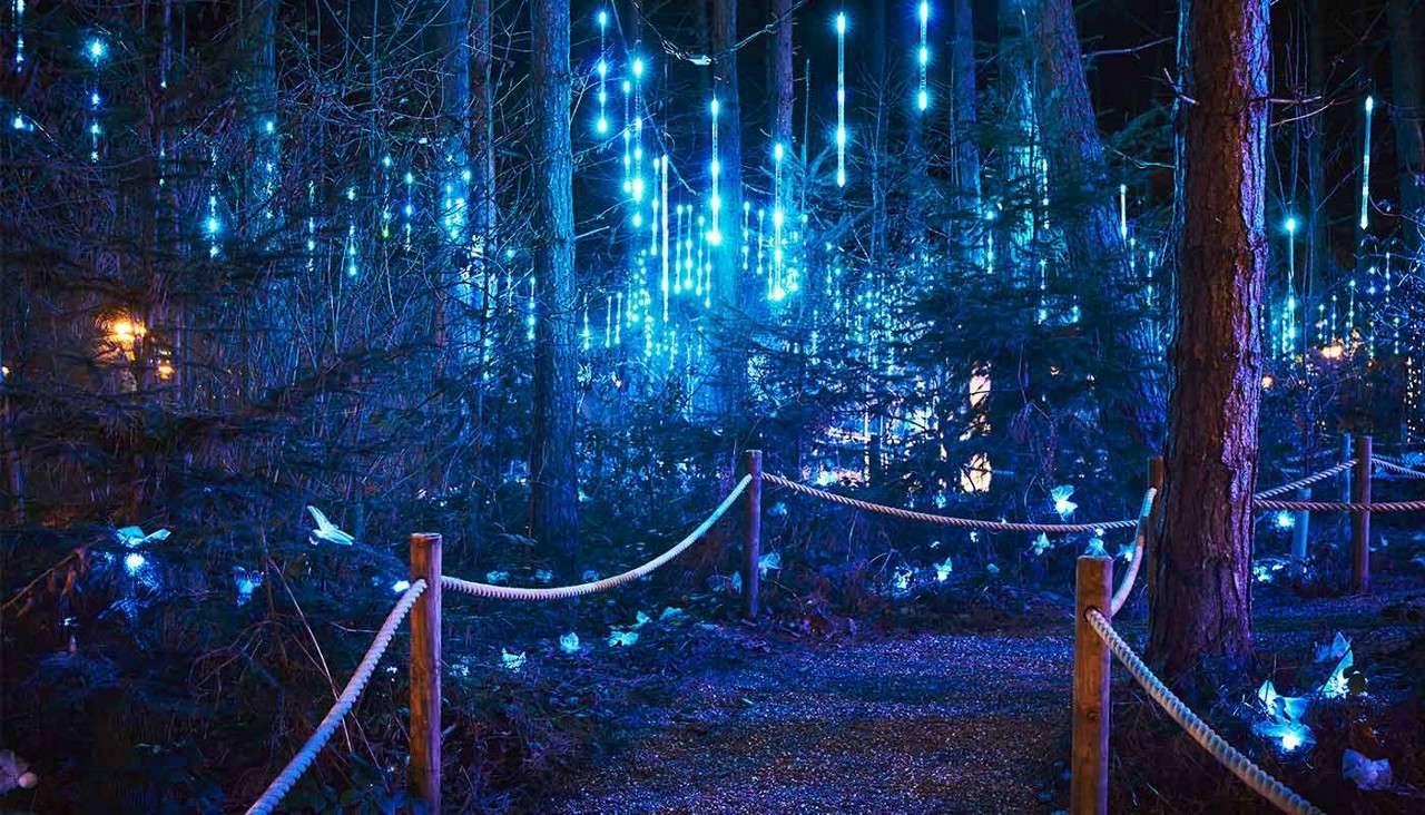 Rope-lined forest path winds forward, illuminated by hanging vertical blue lights. Surrounding trees glow with scattered small ground lights, creating a luminous nighttime woodland installation.