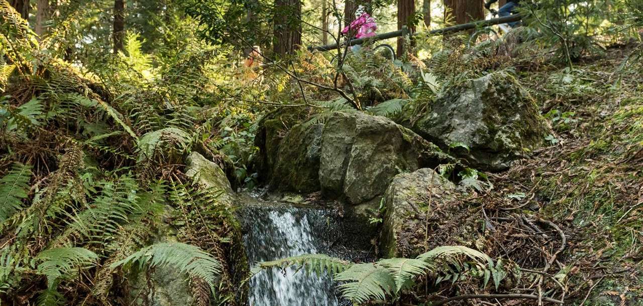 A small forest stream cascades over mossy rocks, surrounded by ferns; in the background, hikers walk along a trail with a railing among tall trees.