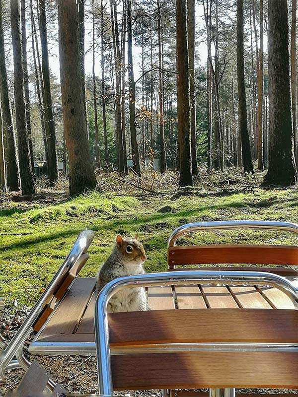 Squirrel sits upright on a wooden outdoor table, peering toward the camera; metal-framed chairs surround it in a sunlit forest clearing with tall pines and green mossy ground.