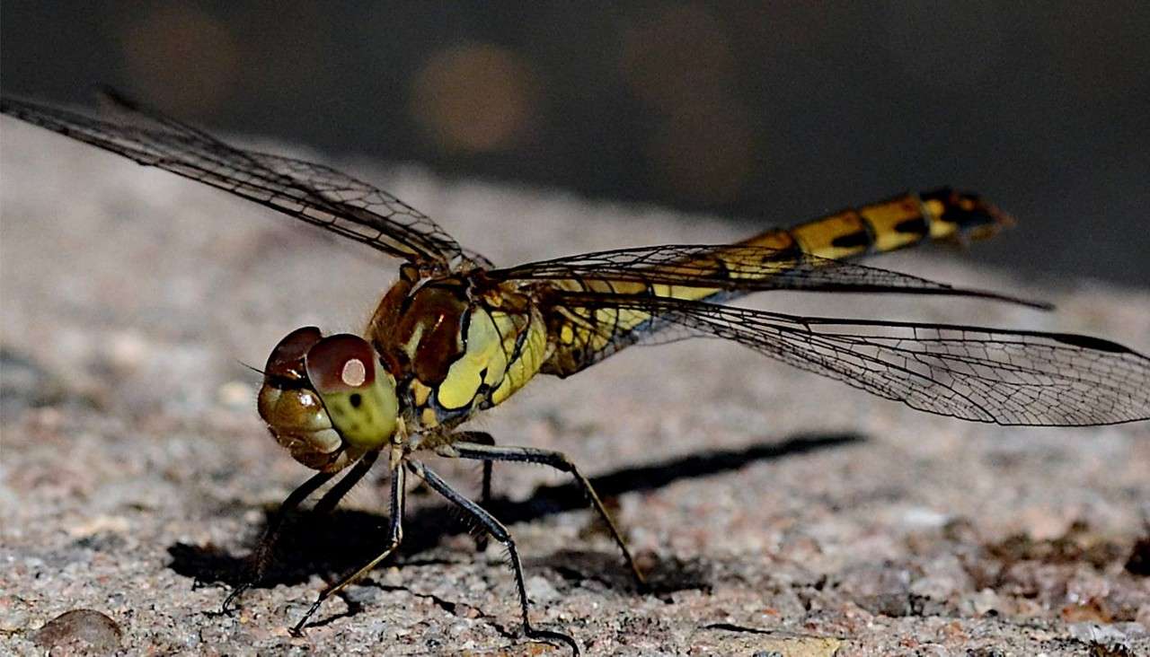 Dragonfly pauses on a rough stone surface, wings outstretched with translucent veins, legs braced, large compound eyes forward; background softly blurred and dark, suggesting a shaded outdoor setting.