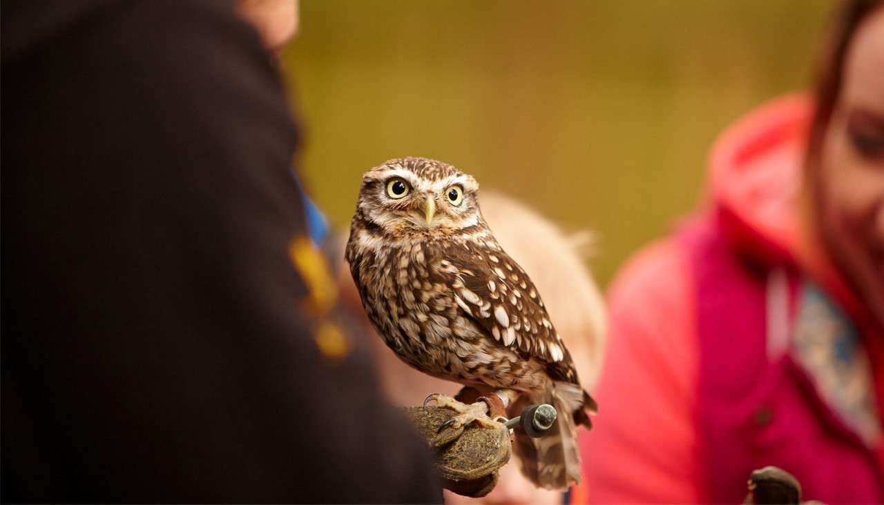 Baby Owl perched on a persons arm.