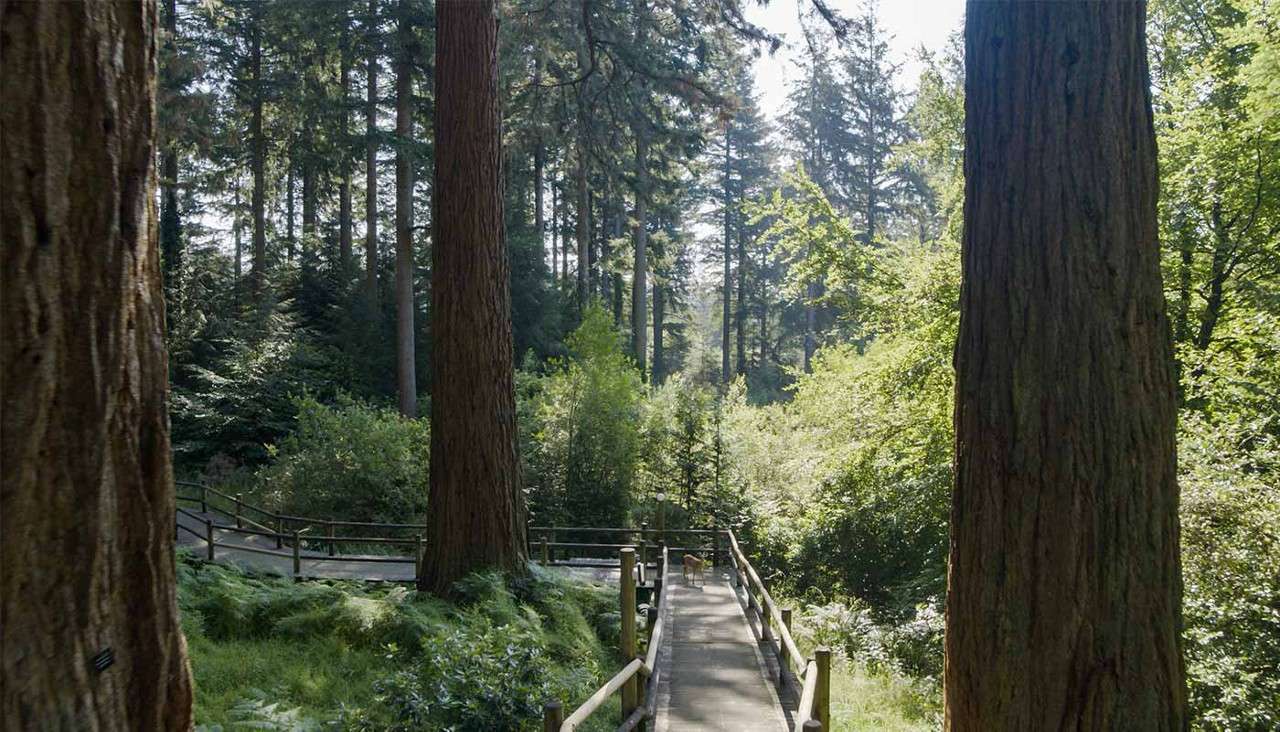 Wooden footbridge leads forward, guiding pedestrians between railings toward a clearing, while tall conifer trees surround it and filtered sunlight illuminates dense green undergrowth in a quiet forest.