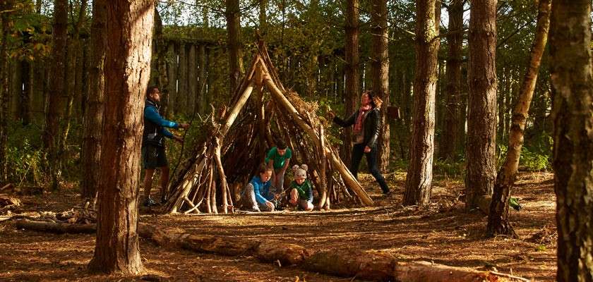 Stick shelter hosts children crouching and playing while two adults adjust branches, in a sunlit pine forest with scattered logs, dense trunks, and dappled ground.