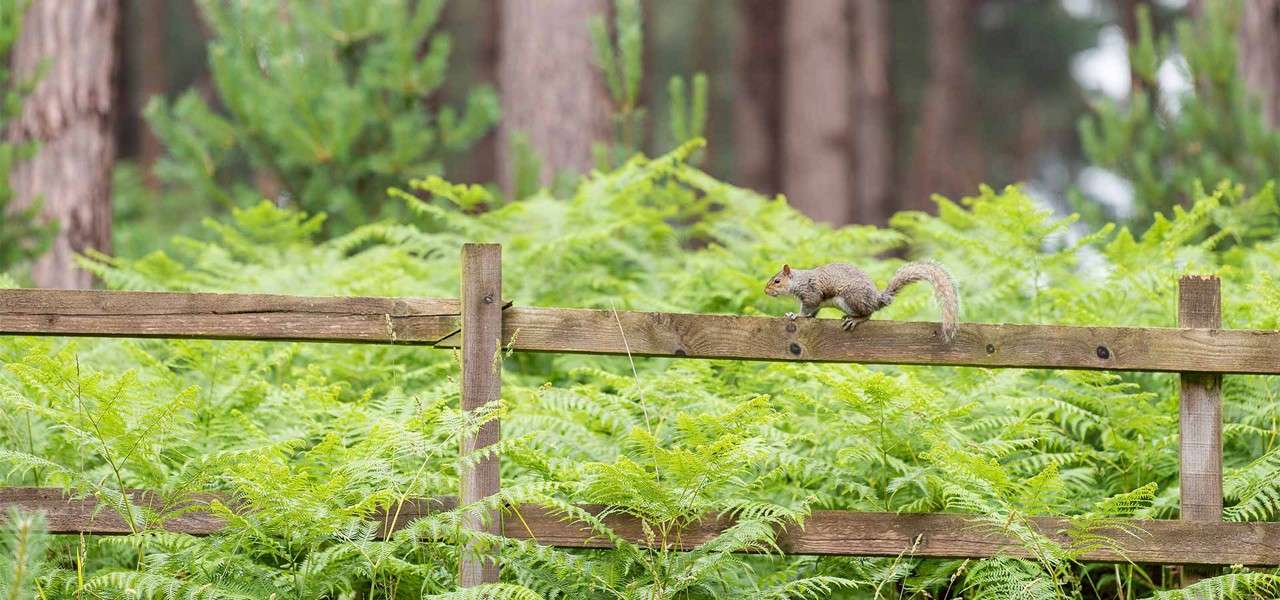 A squirrel on a wooden fence.