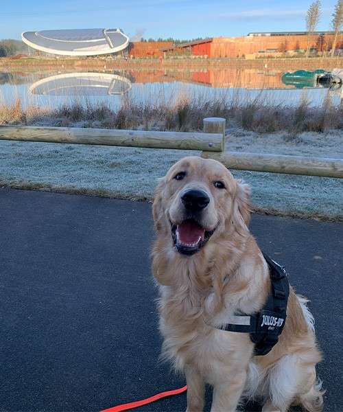 Golden retriever wearing a harness labeled "JULIUS-K9" sits facing the camera, mouth open, on a paved path beside a frosty lakeside, with a curved-roof building reflected across the water.