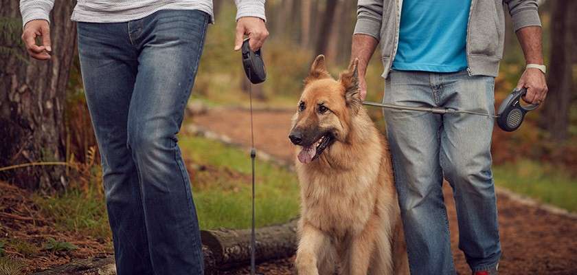 Large, fluffy dog walks between two adults, both holding retractable leashes, along a forest dirt trail with trees and fallen pine needles, casual jeans and jackets visible.