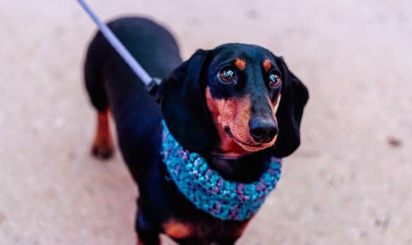 Dachshund stands on a leash, looking up expectantly, wearing a knitted teal neck warmer; context: smooth light pavement background.