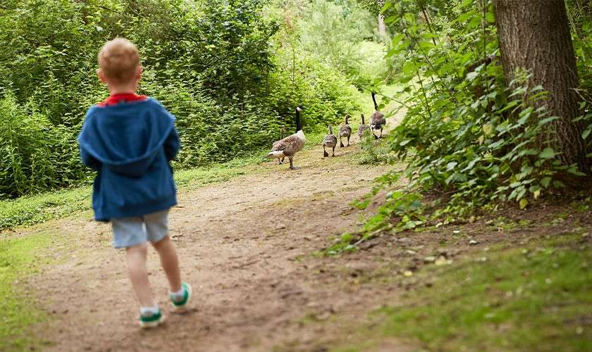 Child walks along a dirt path toward a small flock of geese, which waddle ahead. Surroundings are a wooded park with dense green shrubs, trees, and soft natural light.