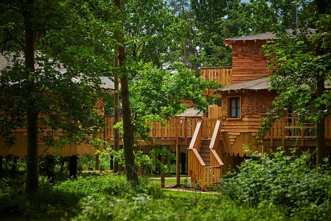 Elevated wooden treehouse cabins connect via rail-lined walkways, standing on stilts; stairs rise to porches amid dense green forest under dappled sunlight.