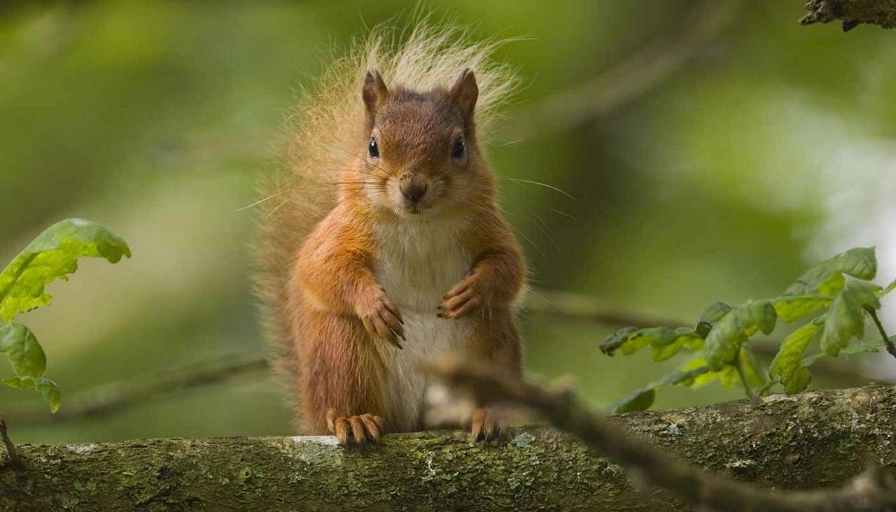 Red squirrel sits upright on a tree branch, paws held near chest, fluffy tail raised, surrounded by green leaves in a softly blurred forest background.