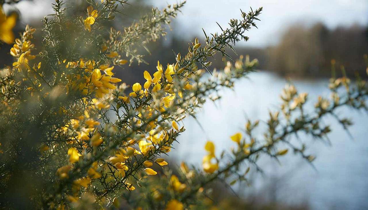 Yellow gorse flowers bloom on spiny branches, catching sunlight, as the shrub leans toward a calm riverside; distant trees and water appear softly blurred in the background.