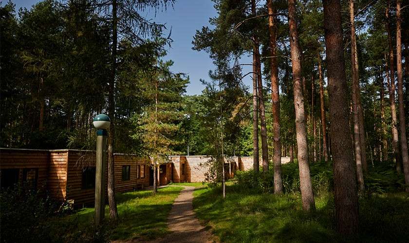 Wooden cabins line a winding footpath, sunlight filtering through tall pine trees in a quiet forest setting.