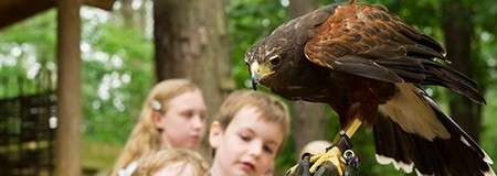 Hawk perches on a gloved handler’s hand, gazing sideways, while curious children watch nearby in a shaded woodland setting, suggesting a wildlife demonstration or educational program at an outdoor center.