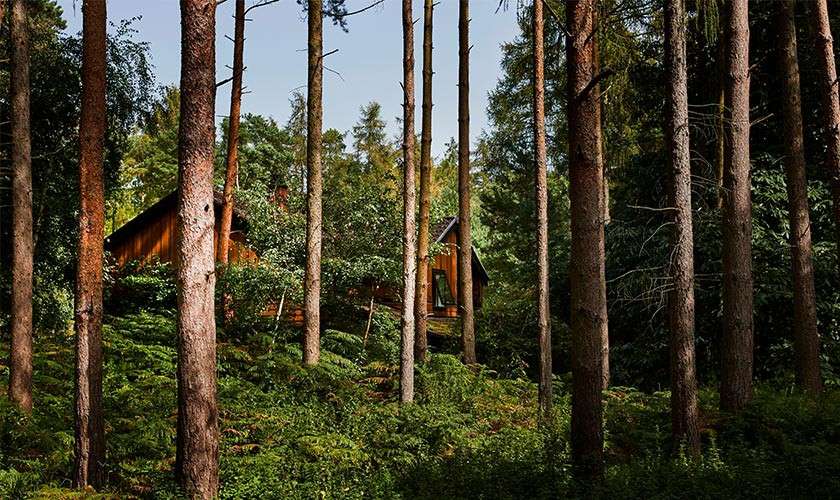 Wooden cabin sits partially hidden among tall pine trunks, receiving dappled sunlight, within a dense, fern-covered forest on a gentle slope under a clear blue sky.