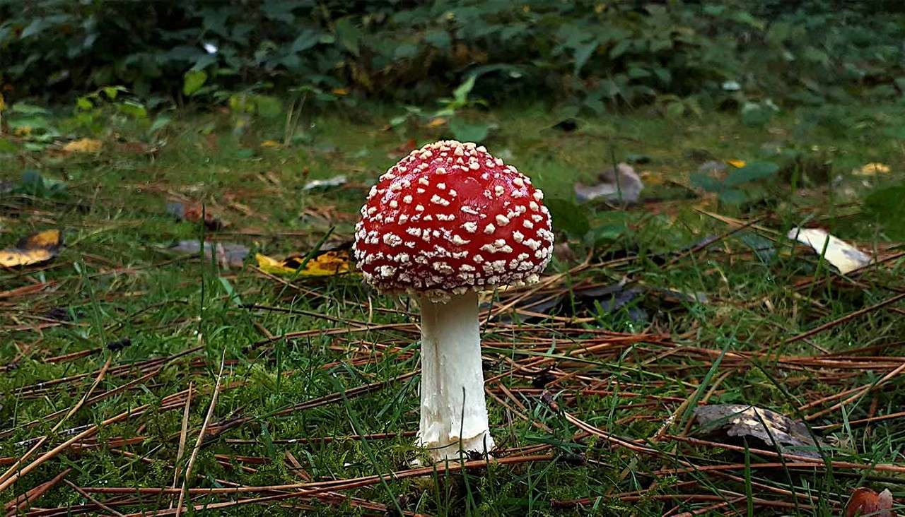 A red-capped, white-spotted mushroom stands upright, sprouting from a mossy forest floor strewn with pine needles and leaves, with blurred green undergrowth and trees in the background.