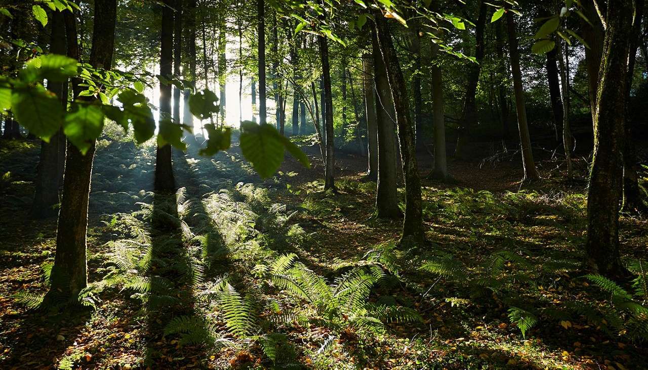 Sunlight beams pierce between tall trees, casting long shadows across lush ferns and leaf-strewn ground, in a dense, green forest under a canopy of leaves during early morning.