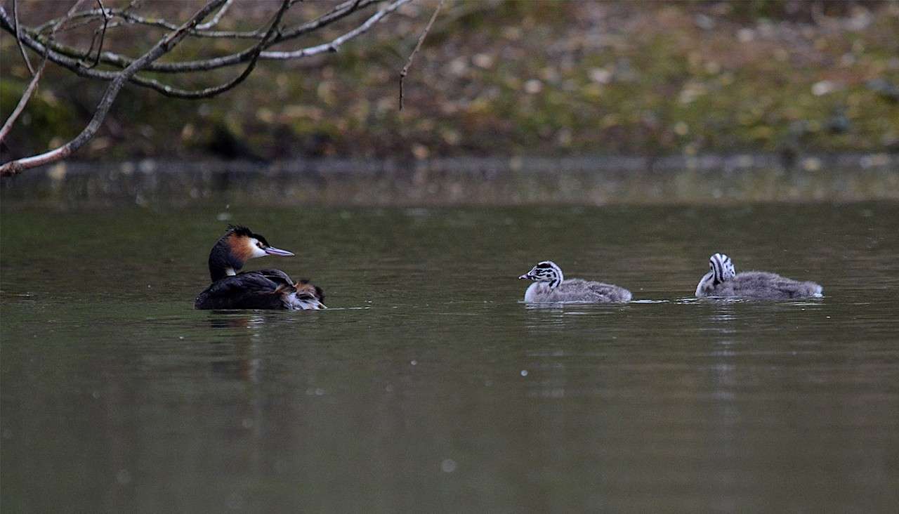 Adult great crested grebe floats carrying a chick on its back, while two striped chicks paddle nearby across a still pond, with overhanging branches and a blurred, mossy bank behind.