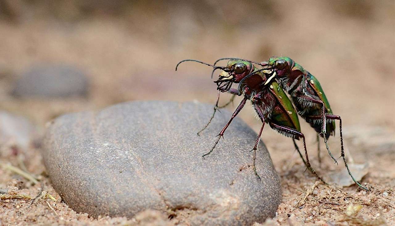 Two metallic green beetles mate, one mounted on the other, gripping with long legs and antennae, atop a smooth pebble on sandy ground with a shallow-depth, blurred background.