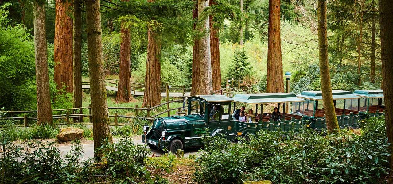Green tour road train transports passengers, chugging along a winding paved path through towering redwood-like trees and dense greenery, bordered by wooden railings within a tranquil forest park.