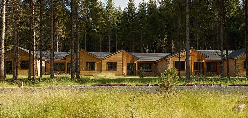 Wooden cabins sit in a row, fronted by windows and porches, nestled among tall pine trees; sunlight filters through, with long grass and a paved path in the forested setting.