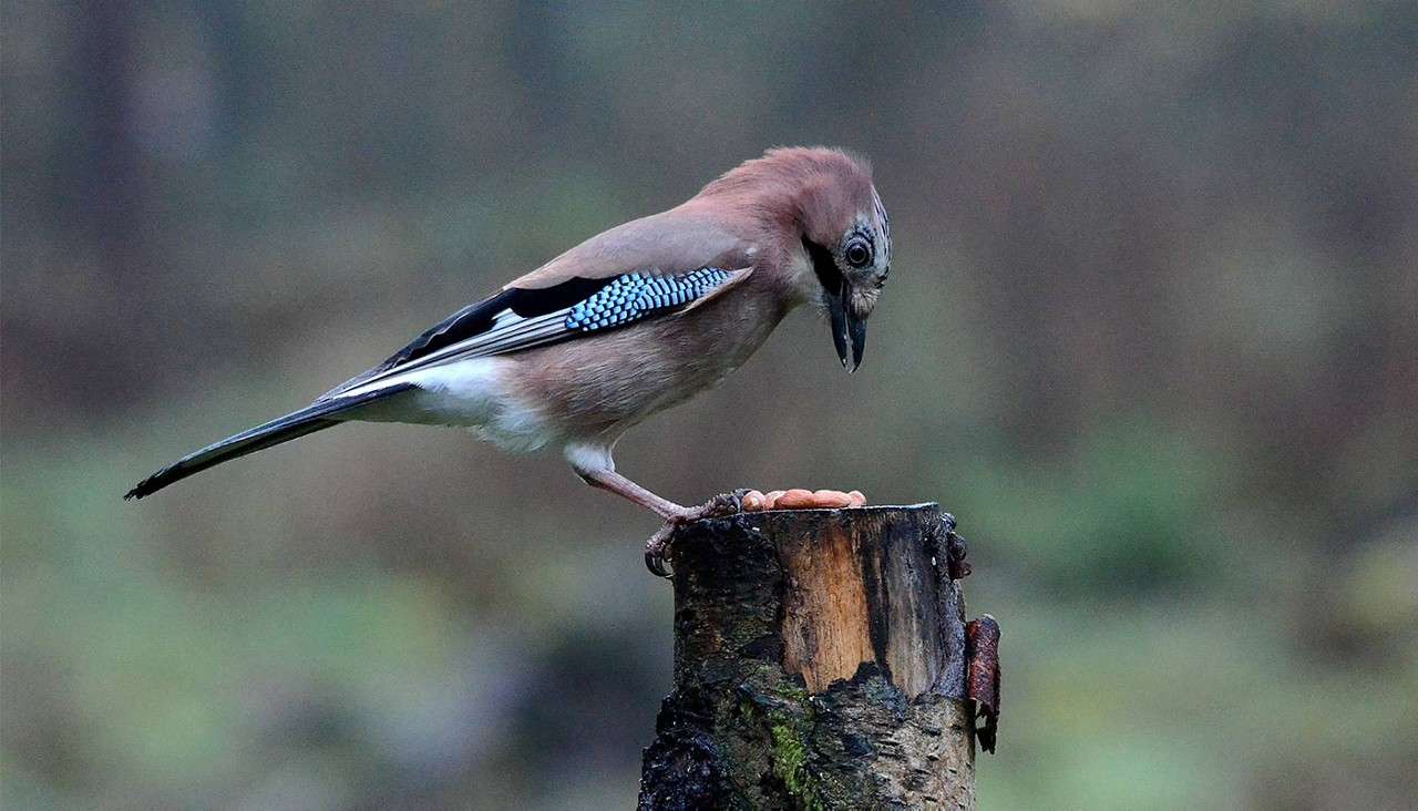 A jay bird perches on a cut tree stump, pecking at scattered nuts, set against a soft, out-of-focus woodland background.