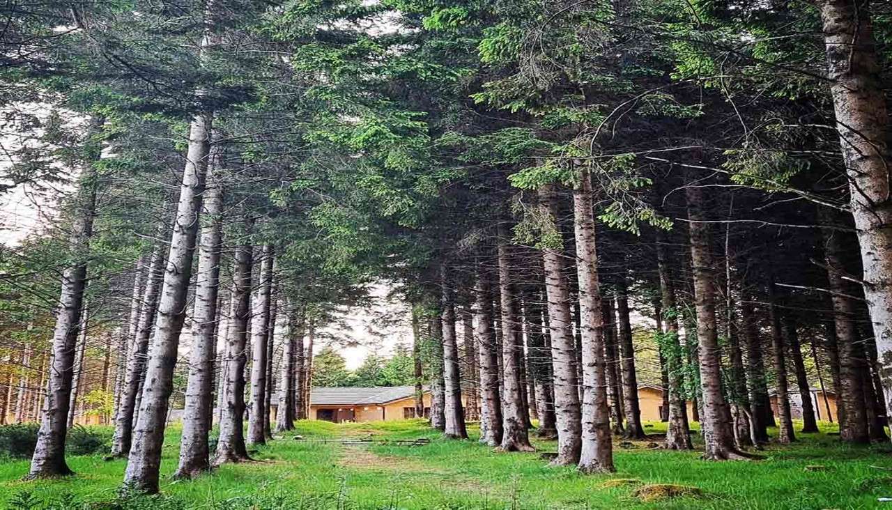 Pine trees stand in straight rows, forming a shaded corridor. A narrow grass path leads between them toward small wooden cabins in a forest clearing under soft daylight.