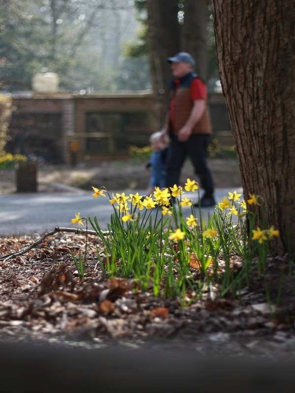 Daffodils bloom, catching sunlight, near a tree on leaf-strewn soil; in the background, two blurred people walk along a paved park path amid trees and soft spring light.