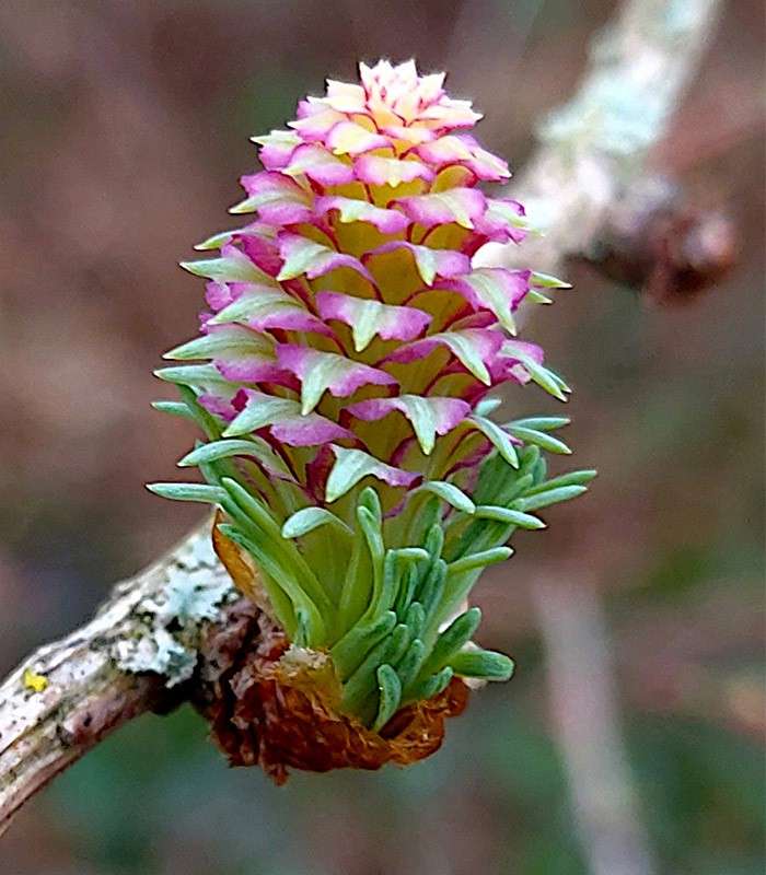 Colorful cone-like bud opens, layered pink-and-yellow bracts and green needles spreading outward, on a lichen-speckled twig; blurred woodland background provides soft, natural context.