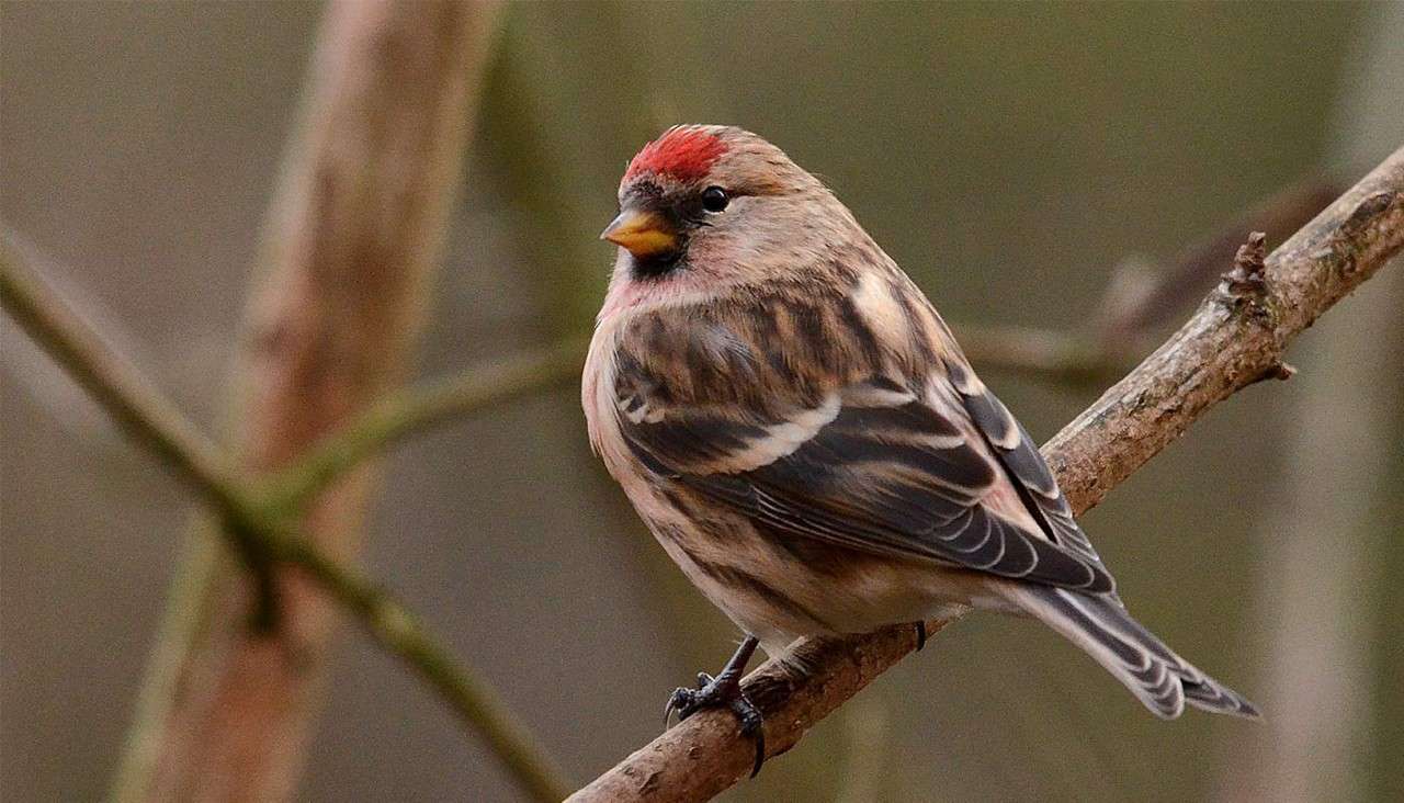 Small finch with a red crown perches quietly on a thin branch, showing brown-streaked plumage and pale beak; soft-focus leafless woodland branches fill the background.