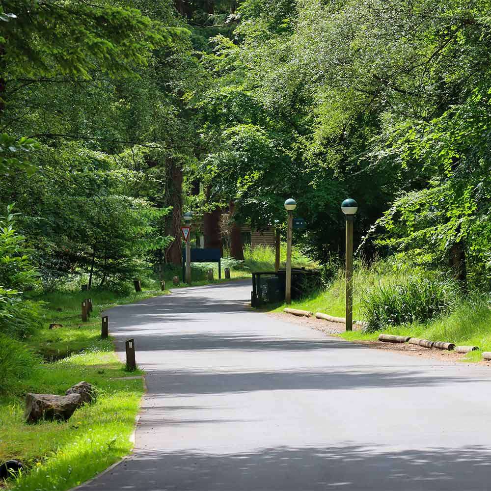 Curving paved road winds gently through a dense forest, flanked by lampposts, bollards, and a trash bin; dappled sunlight filters through leafy trees, with a distant triangular yield sign.