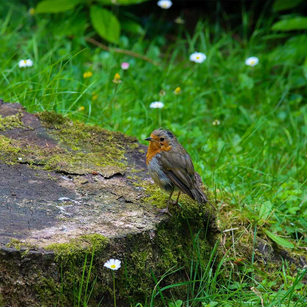 Small bird with orange chest perches on a moss-covered tree stump, looking right; surrounded by green grass and scattered white daisies in a garden setting.