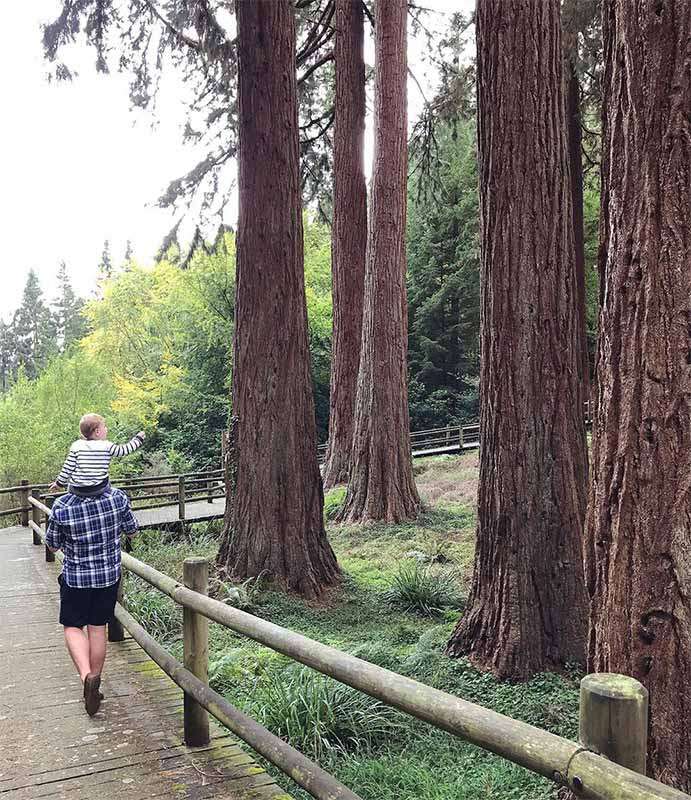Man carrying a child walks, child pointing, along a wooden boardwalk, surrounded by towering redwood trunks and greenery, with a rustic rail fence in a forested park.