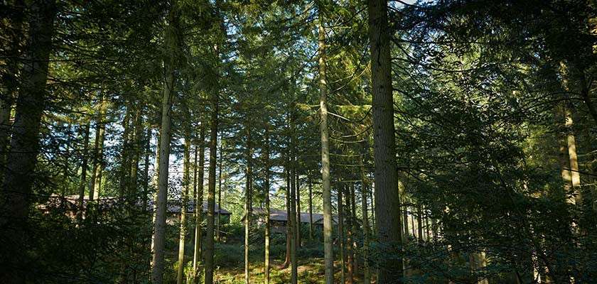 Tall conifer trees stand densely, filtering sunlight through needles, while wooden cabins peek between trunks in the background, set on a shaded forest floor with sparse undergrowth.