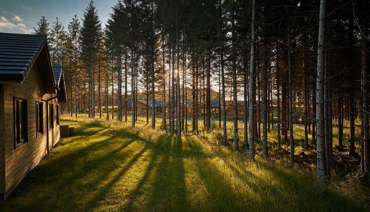 Sunlight filters through tall pine trees, casting long shadows across grassy ground; wooden cabins stand among trees, with a larger cabin on the left; serene forest setting at sunset.