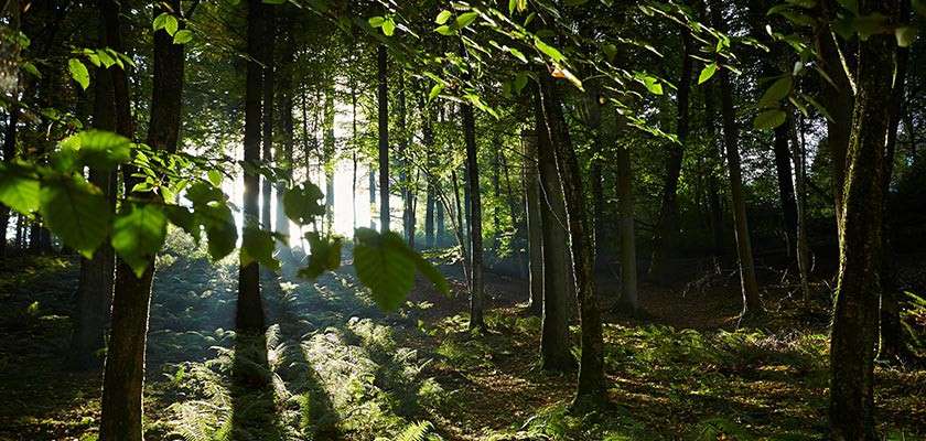 Sunlight filters through tall, slender trees, casting long shadows across lush ferns in a dense, tranquil forest clearing.