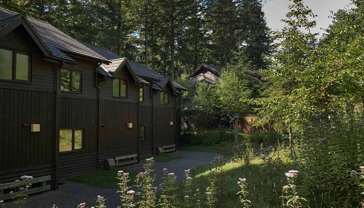 Row of dark wooden cabins stands quiet, facing a narrow paved path, surrounded by tall evergreen trees, dense shrubs, and wildflowers in dappled morning sunlight.