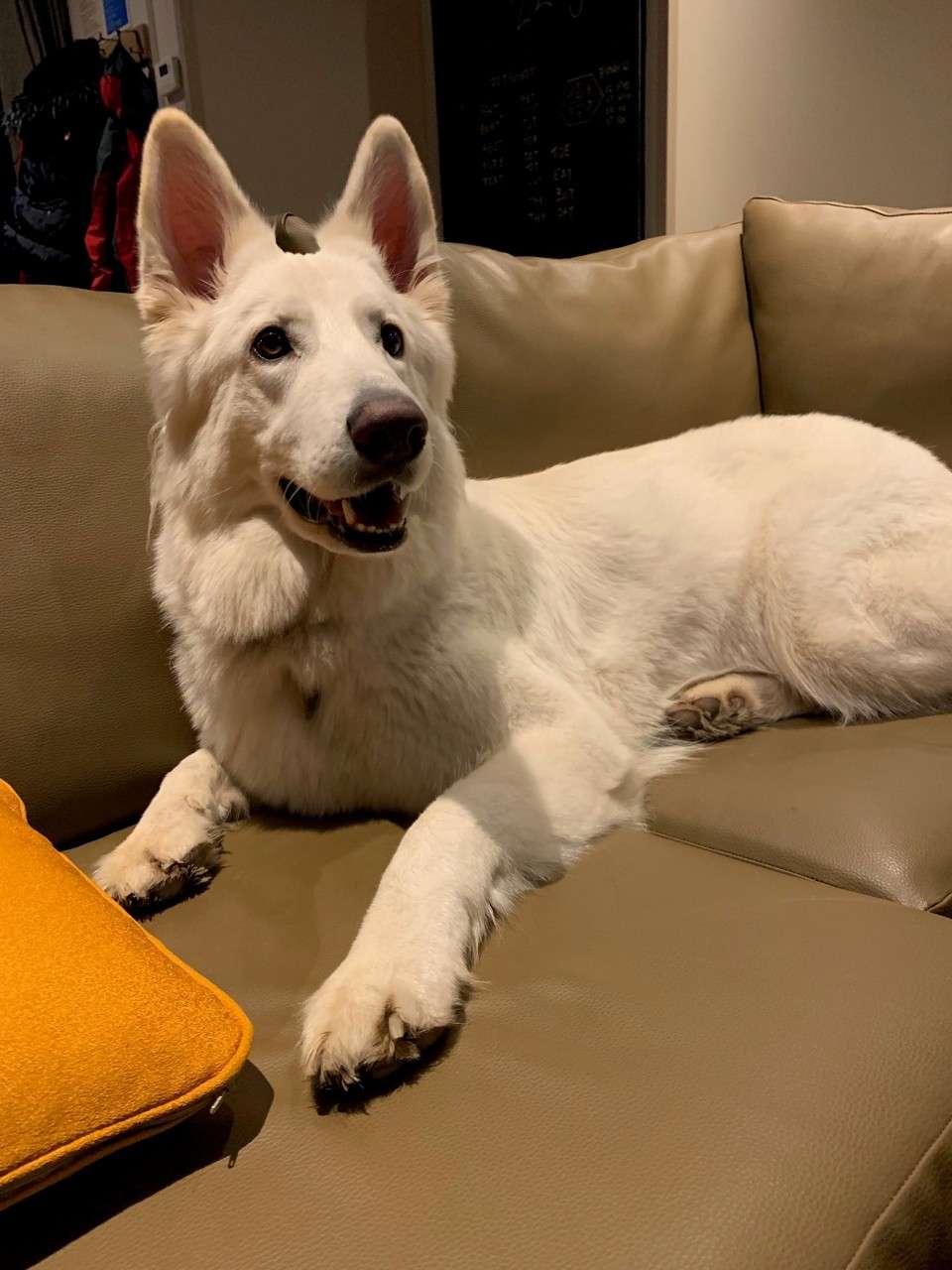 White large dog lies on a tan leather couch, ears perked and mouth slightly open, alert and relaxed; an orange pillow nearby in a dimly lit modern living room.
